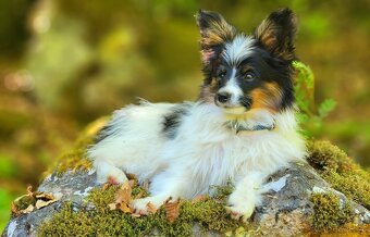 Papillon s PP - 2