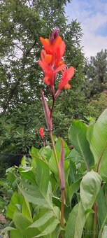 Dosna indická - Canna indica - 2