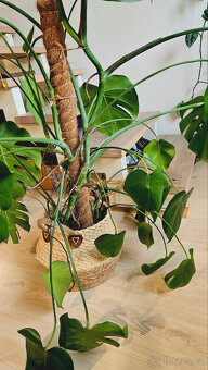 4roční monstera - 2