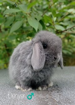 Zakrslý králíček Mini lop - 2
