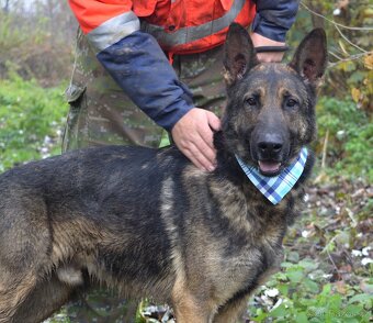 RENE K ADOPCI - 4 ROKY,KAMARÁDSKÝ,ZVĚDAVÝ,HRAVÝ - 2