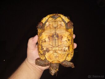 Želva uhlířská - 2