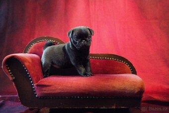 Mops - štěňata s PP - 2