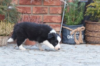 Border Collie - černobílý pejsek s PP - 2