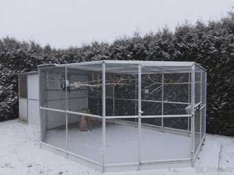 Prodám chovný pár Papouška nádherného - 2