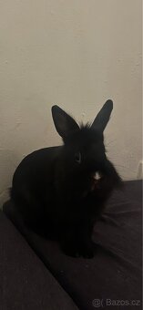 Králíček k adopci - 2