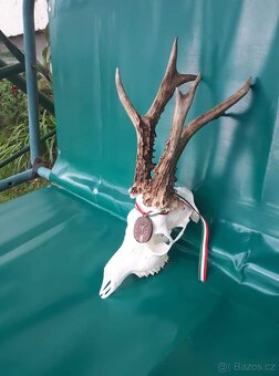 Polovačka v maďaesku - 2