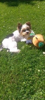 Biewer terier krití - 2