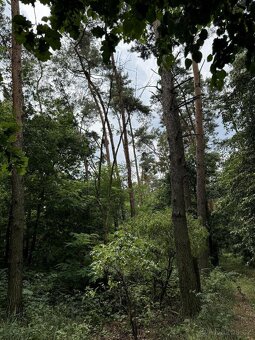 Prodám pozemky v k.ú. Kojice - 2