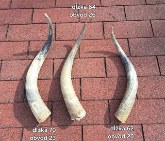 Trofeje, rohy maďarský stepný - 2