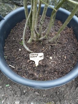 ČERNÝ JEŘÁB ( ARONIE ) V BIO 180 cm - 2