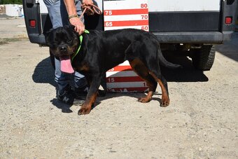 Rocky hledá domov - 2