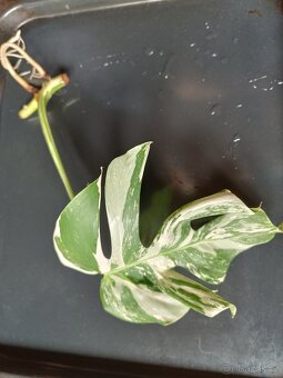 Monstera deliciosa variegata - 2