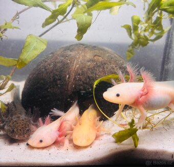 Axolotl + akvarium SPĚCHÁ - 2