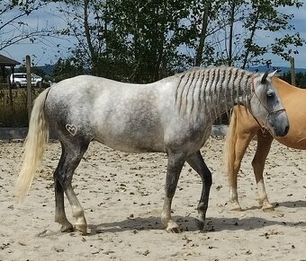 Lusitano - exkluzivní valach - 2