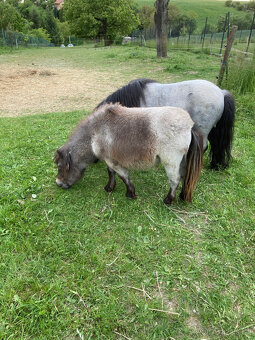 Shetland pony - 2