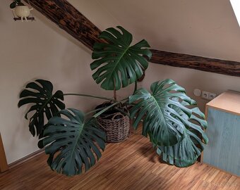 Monstera - 2