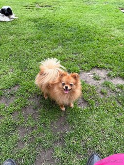 Pomeranian s PP - 2