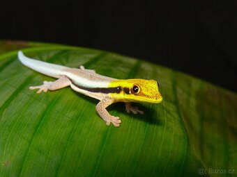 Phelsuma lineata bombetokensis, Ph. pasteuri, Ph. klemmeri - 2