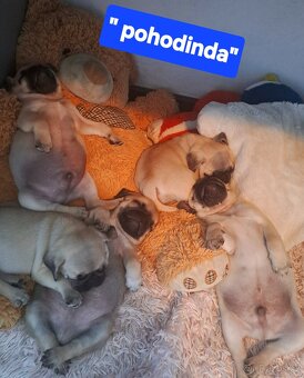 Mops - 2