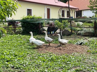 PRODÁM CHOVNÝ PÁR HUS PO MLADÝCH. - 2