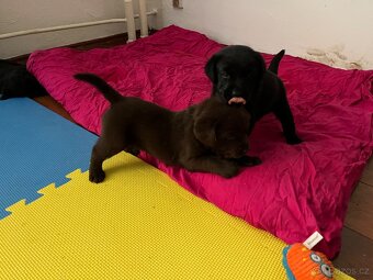 Štěňata labradora - 2