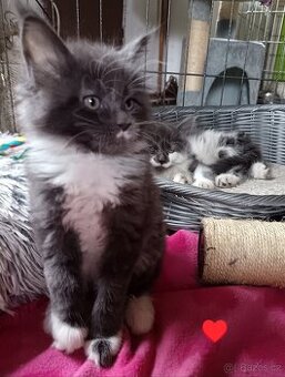 Koťata mainská mívalý - 2