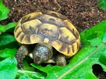 Suchozemská želva - Testudo hermanni - 2