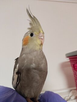 Korela chocholatá - 2