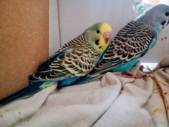 Andulka vlnkovaná - 2