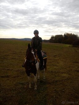 Klisna hnědý strakoš - 2