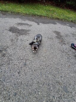 Fretka ke krytí - 2