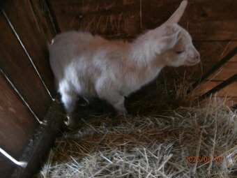 Koza,kozlík,kůzlata - 2