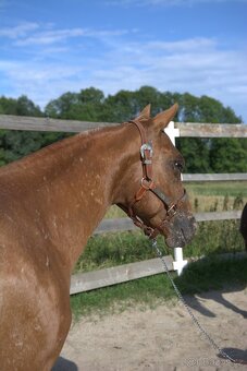 Appaloosa - 2