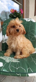 Cavapoo - 2