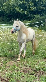Hřebec Welsh mountain pony - 2