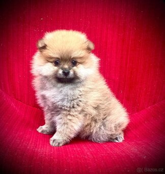 Pomeranian - 2