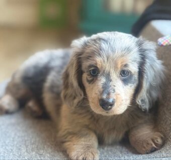 Štěňata jezevčíka samec a samice k adopci. - 2