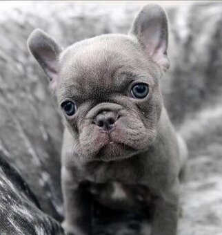 Francouzský buldoček - 2