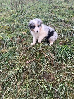 Border kolie bez pp - 2