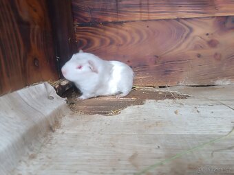 Cuy( obří) morče - 2