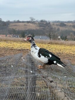 Kachny pižmové - 2