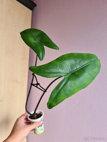 Alocasie, Alokázie - 2