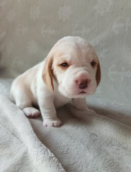 Beagle s PP - pejsek - 2