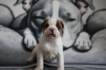 Stafordširský bullterrier Překrásná fenka s rodokmenem FCI - 2
