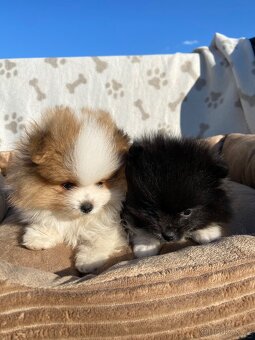 Pomeranian, špic, oranžový špic, pomik - 2