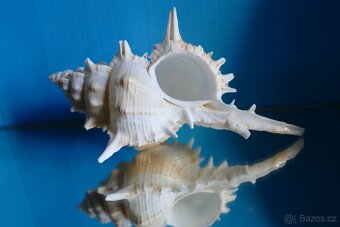 Cicoreus pliciferoides - 2
