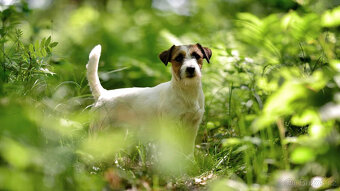 Jack Russell teriér - FENKA k adopci - 2