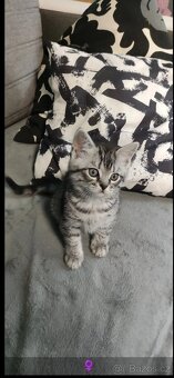 Koťátka od Britské Whiskas - 2