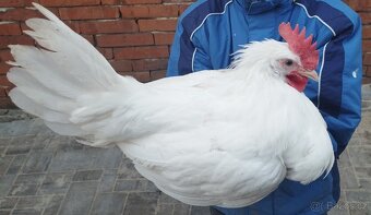 Leghorn - 2
